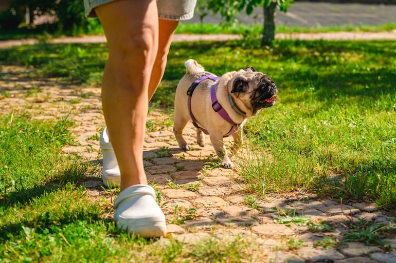 Perro de la raza pug.