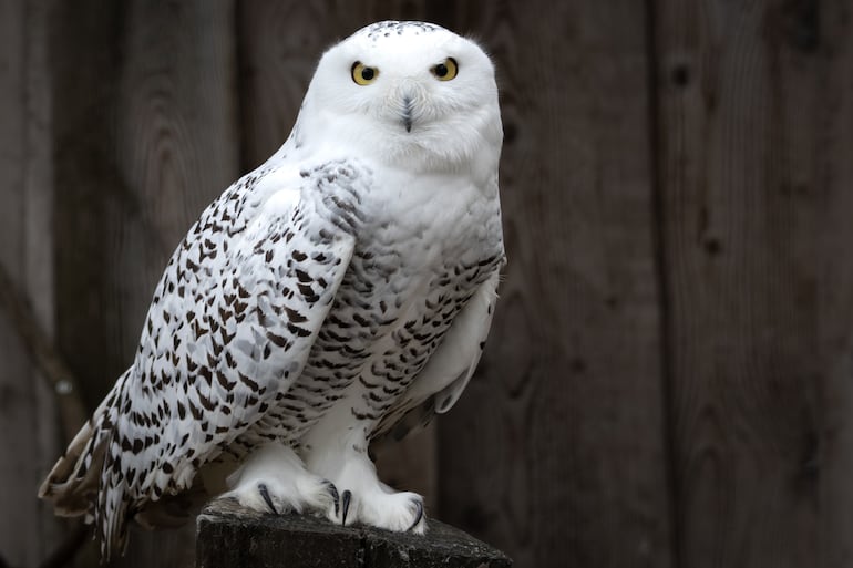 Búho nival (Bubo scandiacus), famoso gracias a la saga de películas de Harry Potter, cuyos seguidores lo conocen como la lechuza Hedwig.