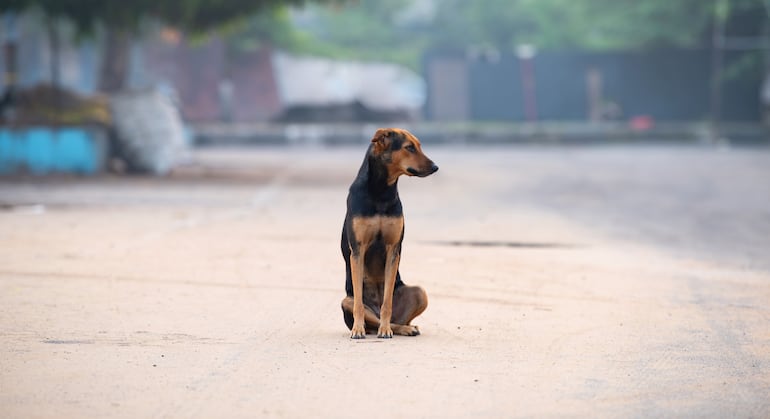 Concepto de abandono animal.