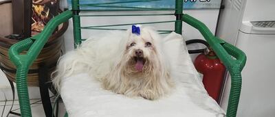 Está a resguardo de la lluvia y espera a sus dueños.