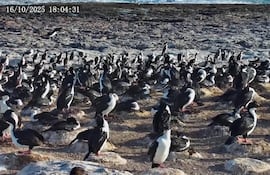 Parque Provincial Patagonia Azul, pingüinos.