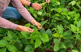 Agrotec: Quien se anticipa gana con granos por fertilizantes.