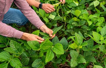 Agrotec: Quien se anticipa gana con granos por fertilizantes.