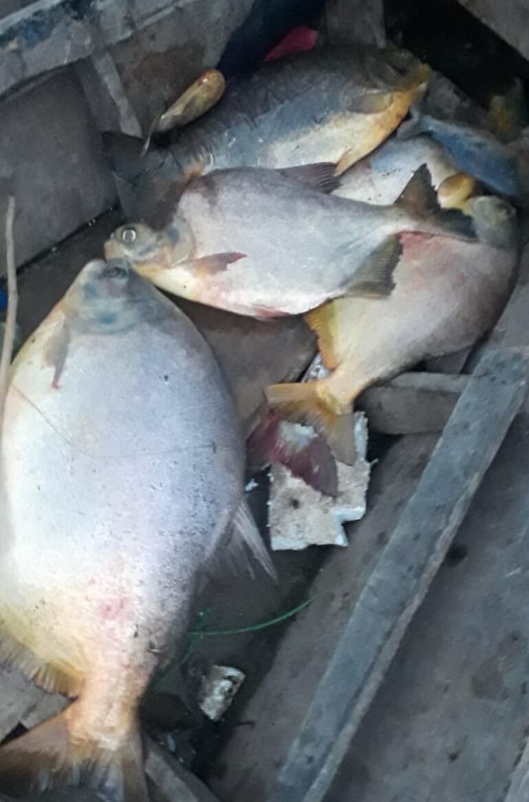 El pacú y el surubí se ofertan a G. 32.000 el kilo en Fuerte Olimpo.