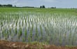 La producción de arroz, un pilar estratégico para el agro y la exportación