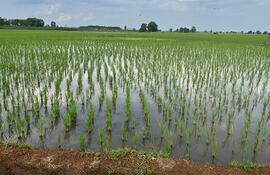 La producción de arroz, un pilar estratégico para el agro y la exportación