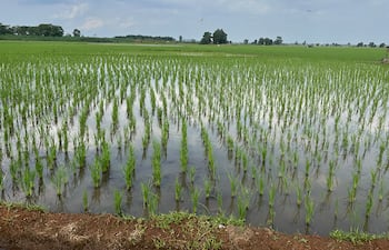 La producción de arroz, un pilar estratégico para el agro y la exportación