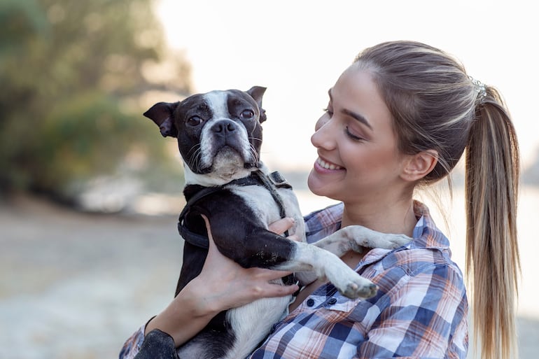 ¿Por qué los Boston Terrier roncan tanto?