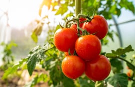 Plantación de tomate, imagen ilustrativa.