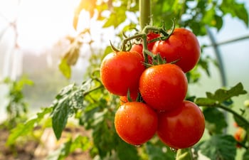 Plantación de tomate, imagen ilustrativa.