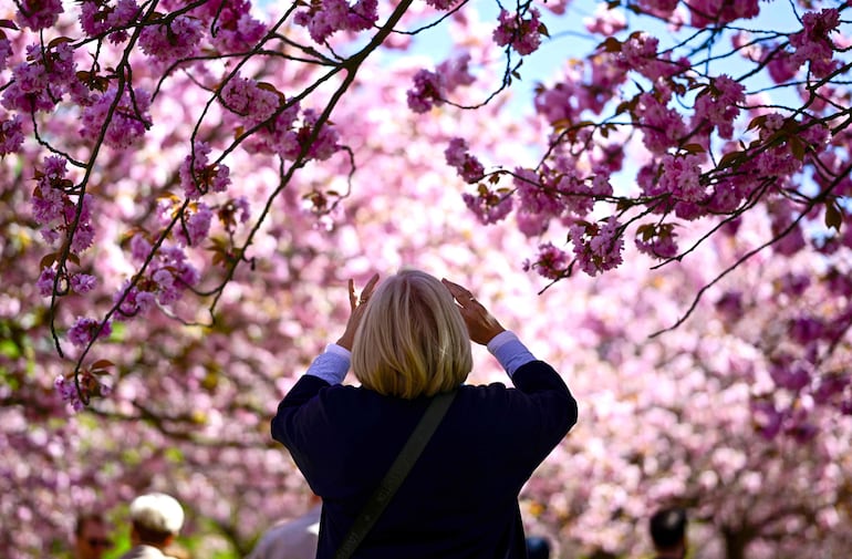 Personas toman fotografías en la llamada Kirschblütenallee (avenida de los cerezos en flor), en los jardines Asahi, en Teltow, cerca de Berlín, el 26 de abril de 2026.