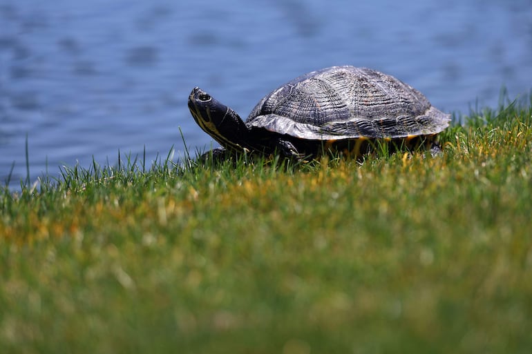 Una imagen detallada de una tortuga durante la ronda final del ONEflight Myrtle Beach Classic 2026 en el Dunes Golf & Beach Club, el 10 de mayo de 2026, en Myrtle Beach, Carolina del Sur.