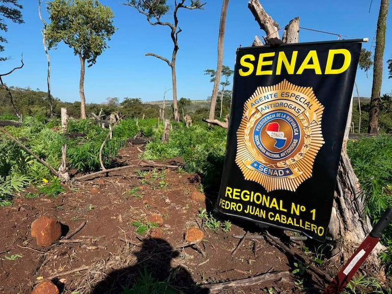 Intervención de la Senad en un inmueble rural de Cerro Corá, Amambay.