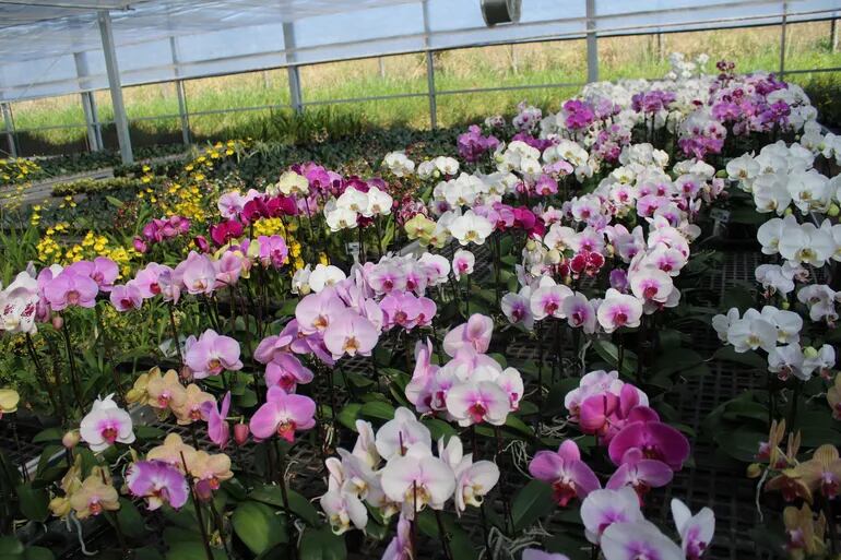 “Cabañas para visitar en familia y comprar flores para adornar el hogar”