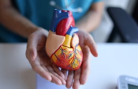 Modelo de corazón humano en manos de un médico. Imagen ilustrativa.