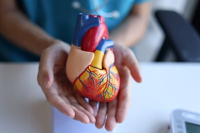 Modelo de corazón humano en manos de un médico. Imagen ilustrativa.