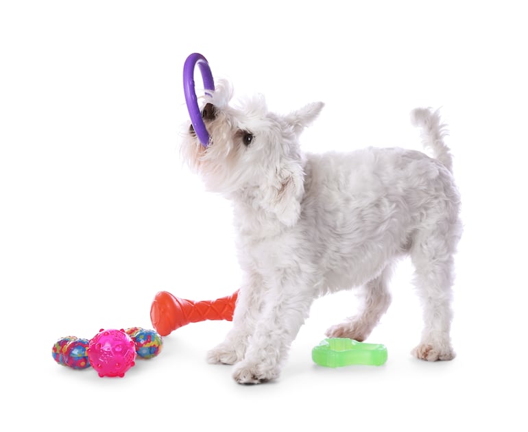 Concepto de juguetes para perros.