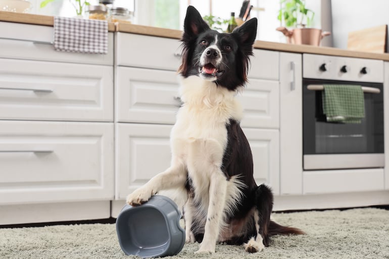 Perro y su plato de comida.