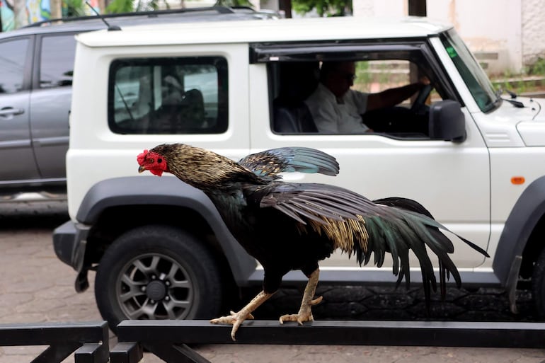 El gallo Martín, frente al Instituto Oncológico en Santa Cruz (Bolivia).