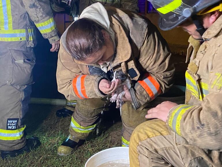 El cachorro Tomy fue rescatado por los bomberos.