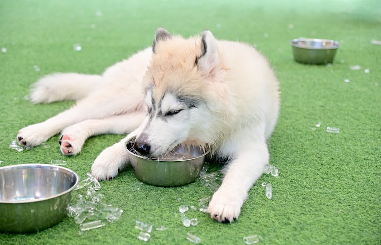 Perro con cubos de hielo.