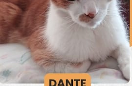 La última vez que se lo vio fue el pasado 20 de noviembre en la zona del Barrio Jara, específicamente en la calle José Ribera, casi Sargento Gauto.