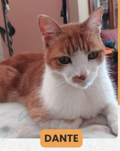 La última vez que se lo vio fue el pasado 20 de noviembre en la zona del Barrio Jara, específicamente en la calle José Ribera, casi Sargento Gauto.