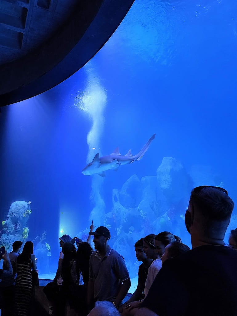 Estanque de tiburones.