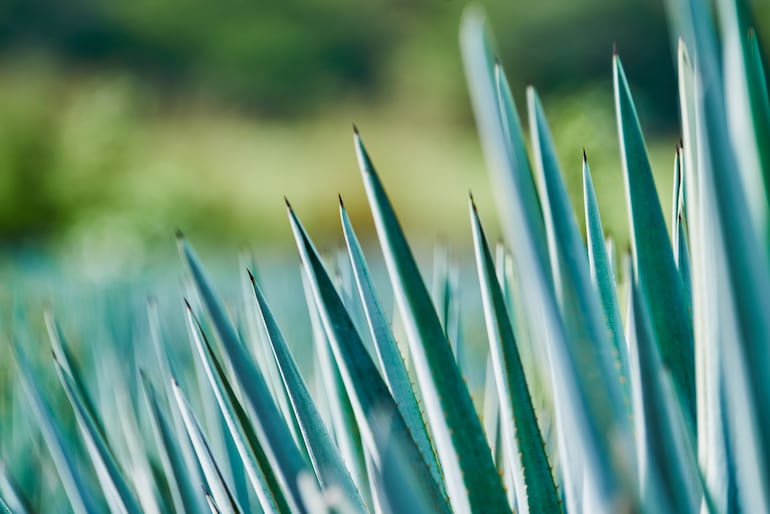 Agave Tequilana Weber Variedad Azul, Mexico.