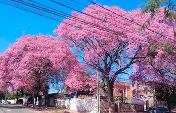 Árboles de lapacho cubiertos de flores rosas, con coches y una estructura blanca al fondo en una calle urbana.