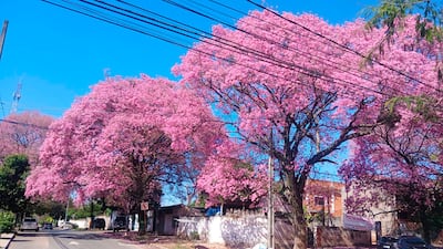 Árboles de lapacho cubiertos de flores rosas, con coches y una estructura blanca al fondo en una calle urbana.