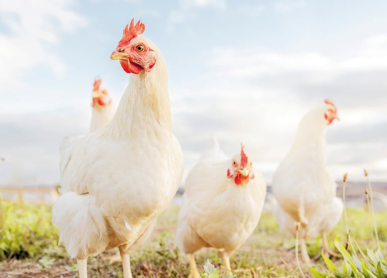 Aves. 89 millones de aves (+5%)