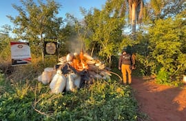 La droga incautada en la colonia Aguara Veve de Capitán Bado, fue incinerada en el lugar por disposición fiscal, según la Senad.