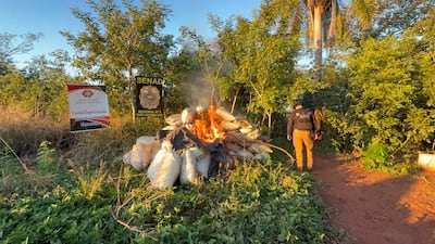La droga incautada en la colonia Aguara Veve de Capitán Bado, fue incinerada en el lugar por disposición fiscal, según la Senad.