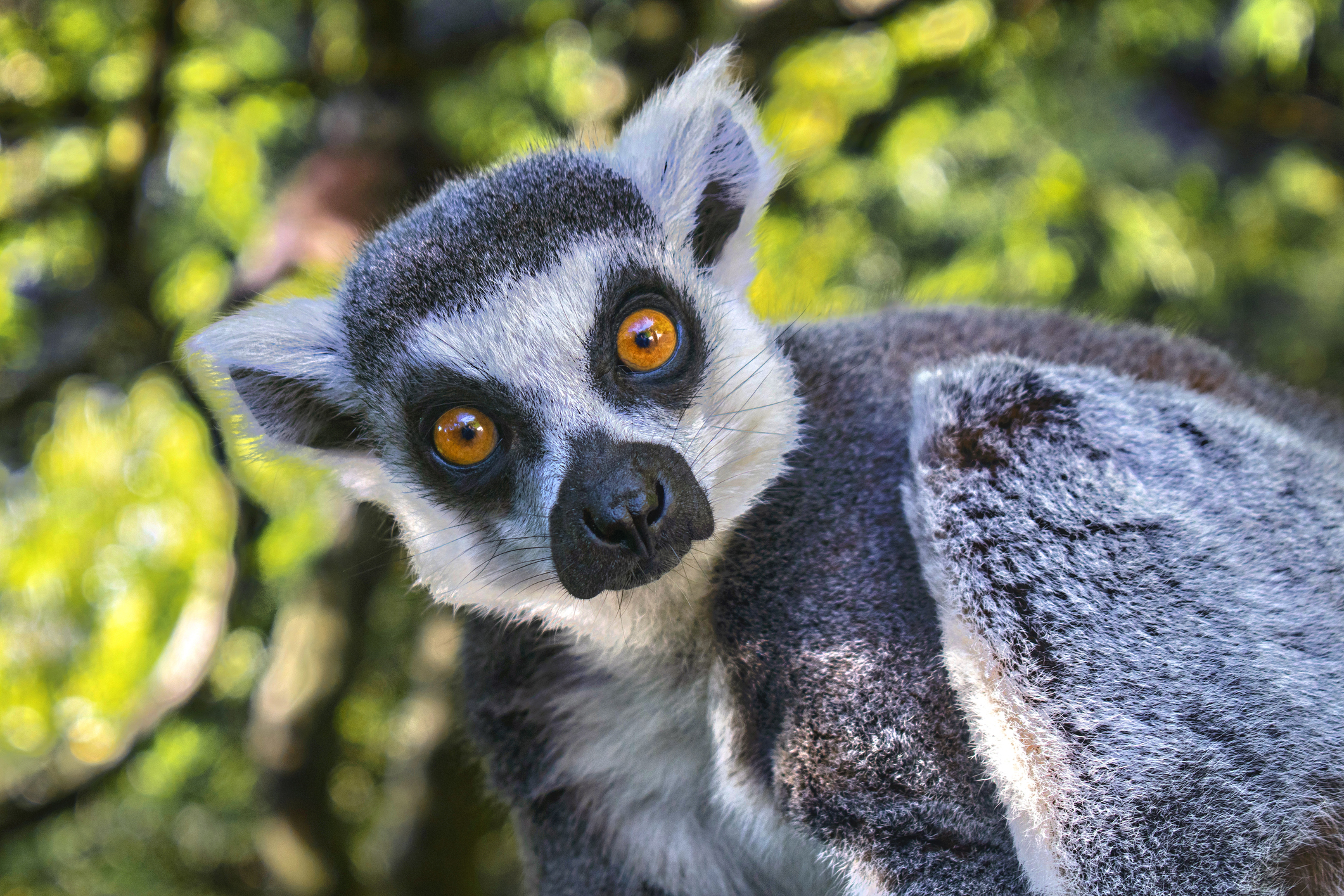 Lemur.