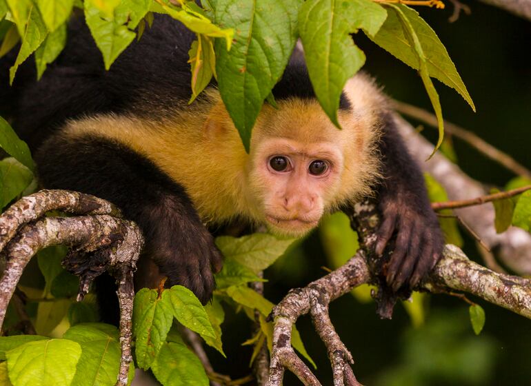 Mono capuchino en el Parque Nacional Soberanía, Panamá, América Central.