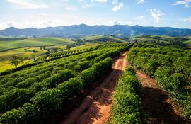 Cafetales de Minas Gerais, Brasil.