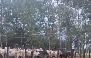 Animales recuperados en Piray, Capitán Bado, Amambay.