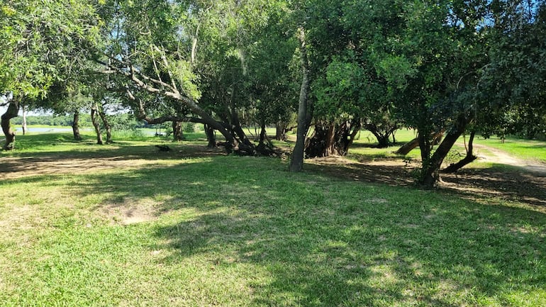 Área de camping, rodeada de frondosos árboles.