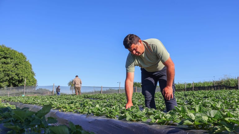 Hombre agachado inspecciona plantas de frutilla, con dos personas más al fondo en un campo despejado.Anticipada cosecha de frutillas en Ypacaraí por productores de Paso Puente