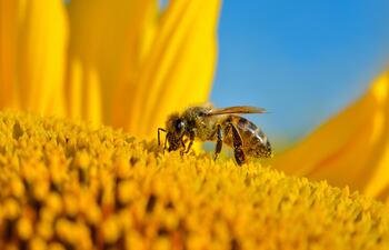 Abejas.