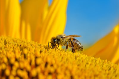 Abejas.