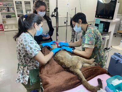 Rescatan a un cachorro de puma desnutrido en Katueté y es atendido en hospital faunístico