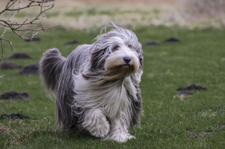 Bearded collie o collie barbudo.