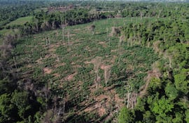 Vista aérea de la plantación de marihuana destruida en la reserva Campos Morombí de Curuguaty.
