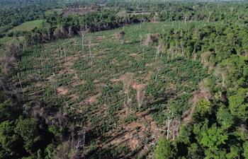 Vista aérea de la plantación de marihuana destruida en la reserva Campos Morombí de Curuguaty.