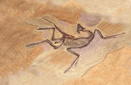 Sinosauropteryx , fósil de Archaeopteryx.