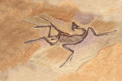 Sinosauropteryx , fósil de Archaeopteryx.