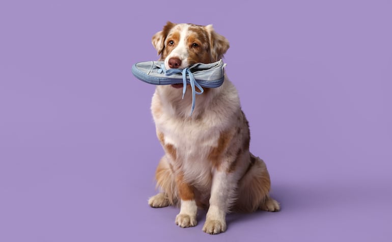 ¿Los perros pueden vengarse?