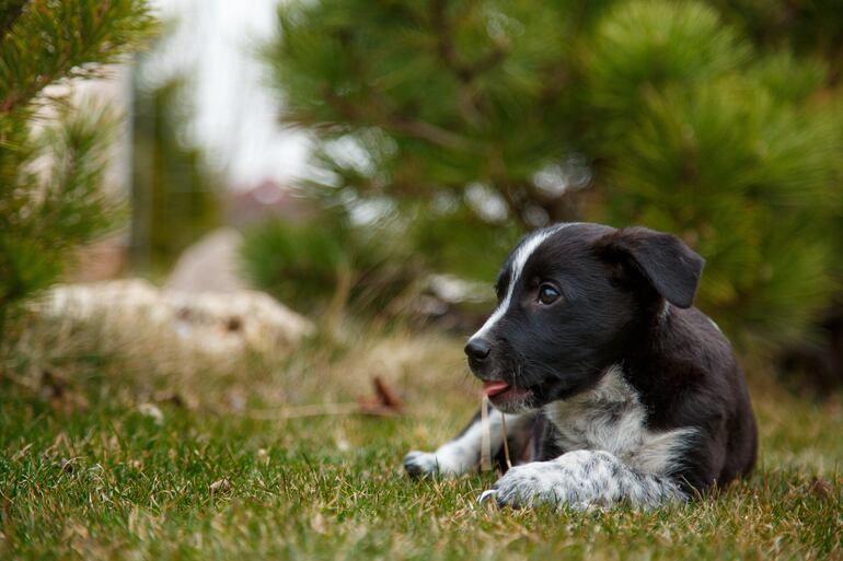 Cachorros rescatados